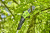 Сучкорез Greenworks GD60PST25, 60v, 25 см, без АКБ и ЗУ (аккумуляторный)