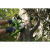 Цепная пила аккумуляторная Greenworks G40CS30K6