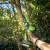Цепная мини пила аккумуляторная Greenworks GD24CS15, 24V, без АКБ и ЗУ