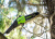 Сучкорез Greenworks GD60PST25, 60v, 25 см, без АКБ и ЗУ (аккумуляторный)